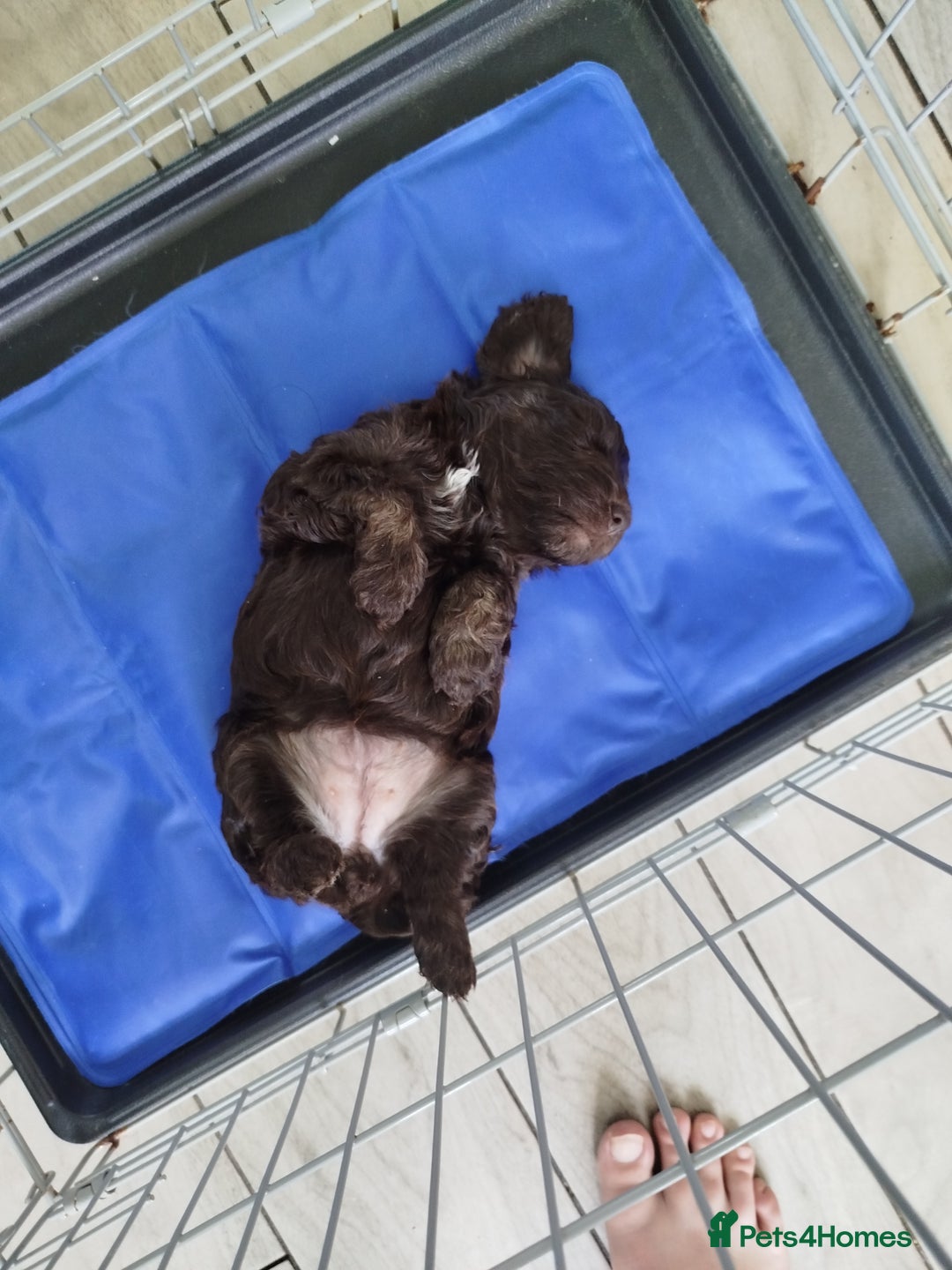 Cockapoo dogs for sale: Stunning cockapoo puppies  - Image 6