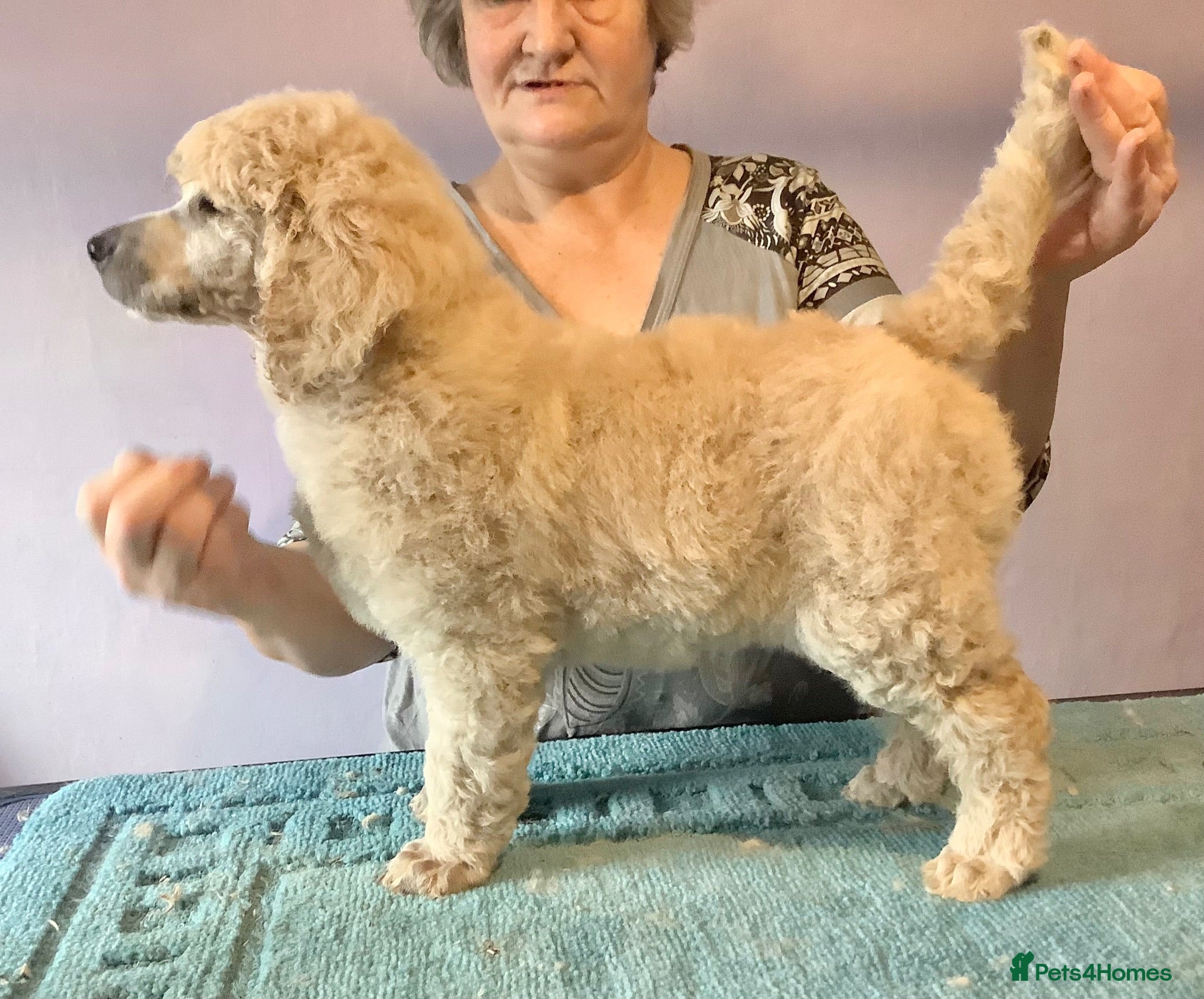 Standard Poodle dogs KC Standard Poodles due September - Advert 10