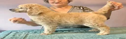 Standard Poodle dogs for sale: KC Standard Poodles due September - Advert 4