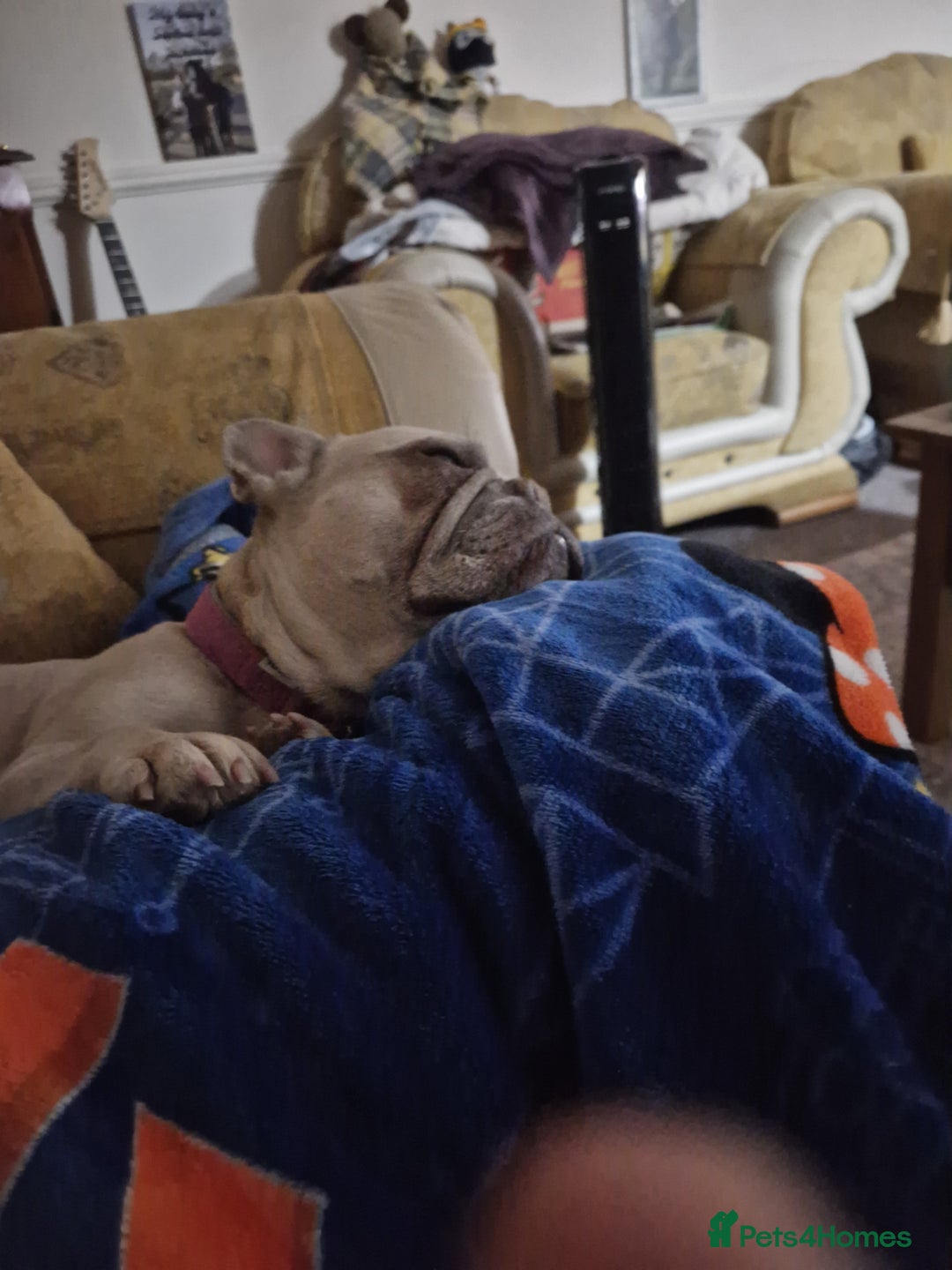 French Bulldog dogs for sale: Kc registered french bulldog dog . - Advert 7