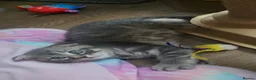 Scottish Fold cats for sale: Ready to rehome schottish fold kittens - Advert 18