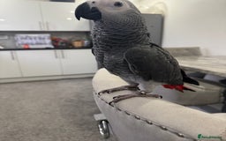 Parrots birds for sale: Hand reared African grey parrot female - Advert 6