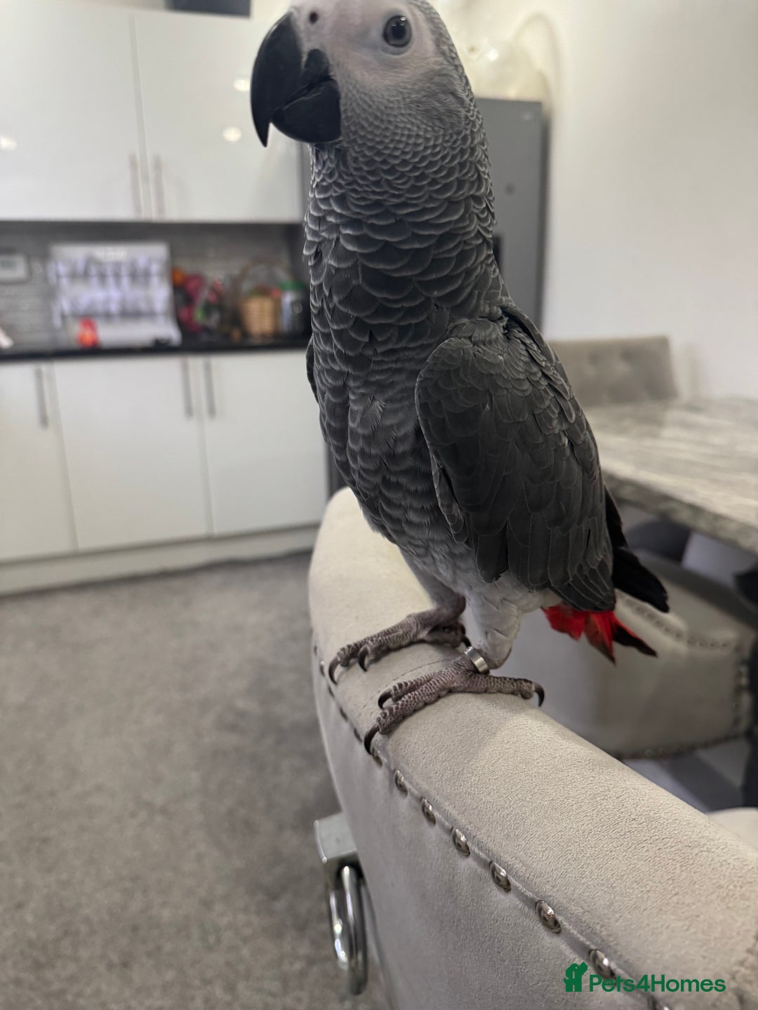 Parrots birds for sale: Hand reared African grey parrot female - Advert 6