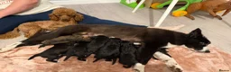 Bordoodle dogs for sale: Mini borderdoodles  in Accrington - Advert 1