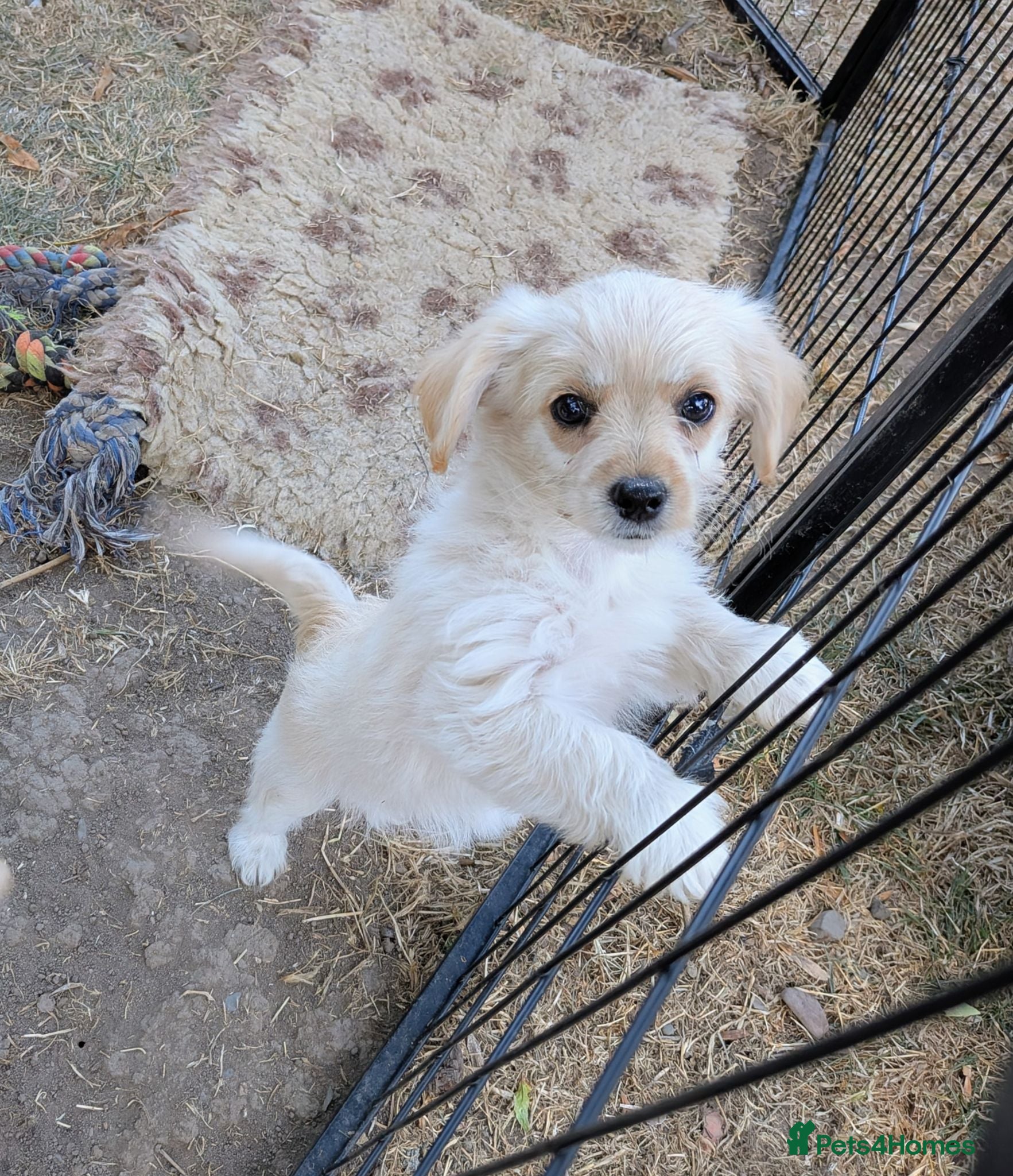 Mixed Breed dogs 2 blonde girls. Poodle x Biewer Terrier Puppies  - Advert 18