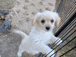 Mixed Breed dogs 2 blonde girls. Poodle x Biewer Terrier Puppies - Advert 18