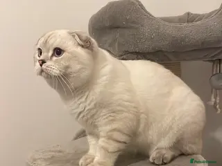 Scottish Fold cats Stunning Adult Male Scottish Fold - Advert 1