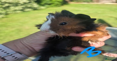 Guinea Pig rodents - Advert 3