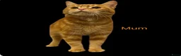 Mixed Breed cats for sale:  Gorgeous Tiger Pattern Mackerel Tabbies - Advert 4