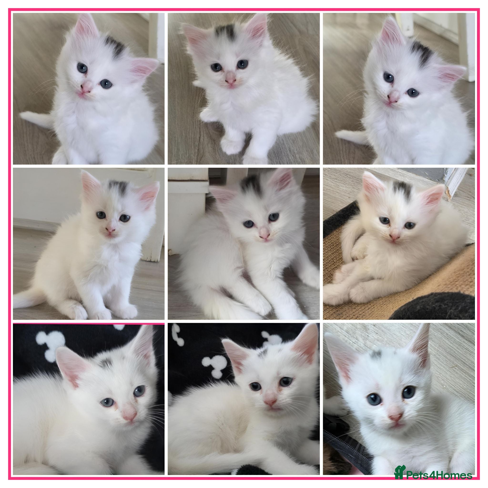 Mixed Breed cats 🔹️🔸️🔹️Kittens🔸️domestic cat x Ragdoll 🔹️🔸️ - Advert 5