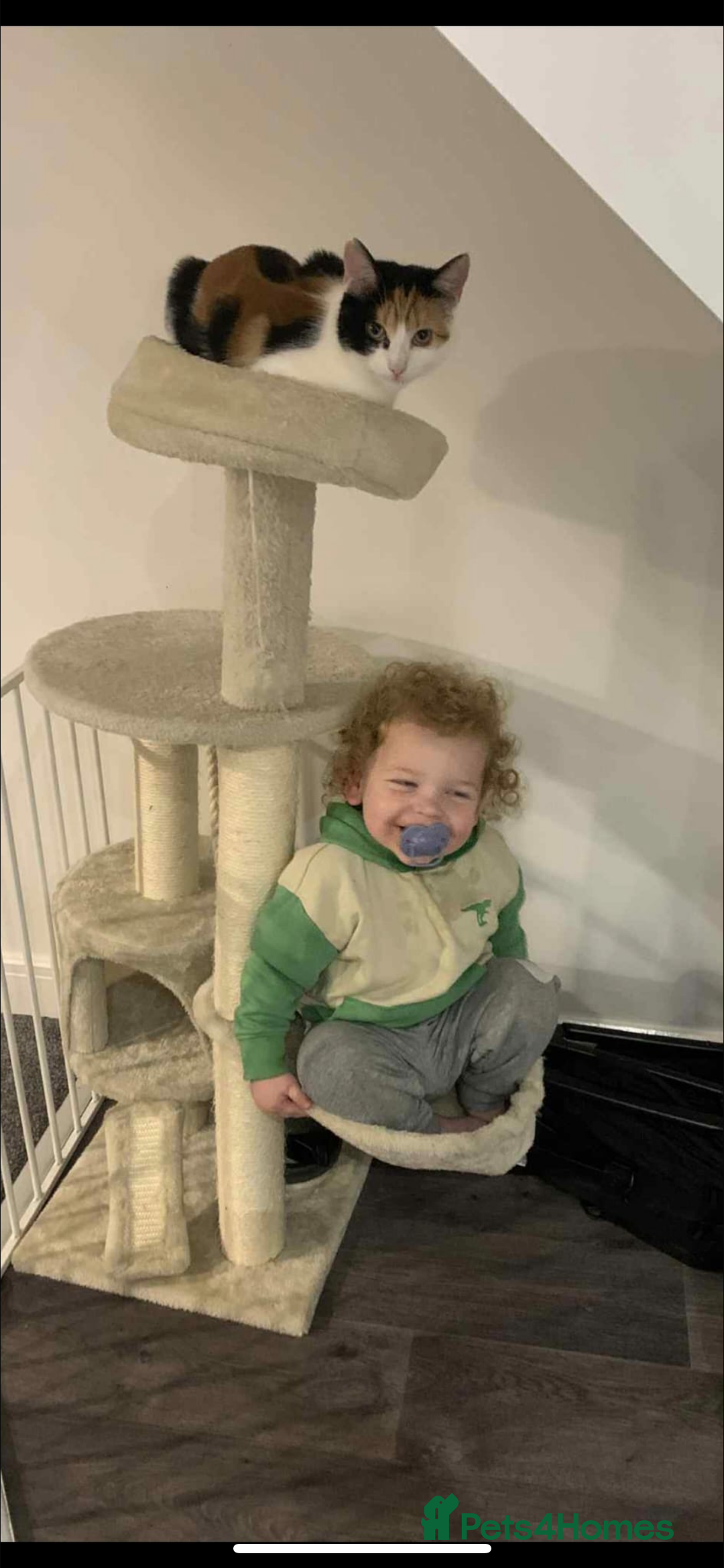 Domestic Shorthair cats for sale: female kitten - Advert 2