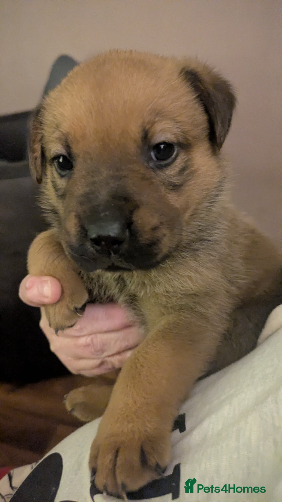 Mixed Breed dogs for sale: Last puppy looking for his forever home  - Advert 2