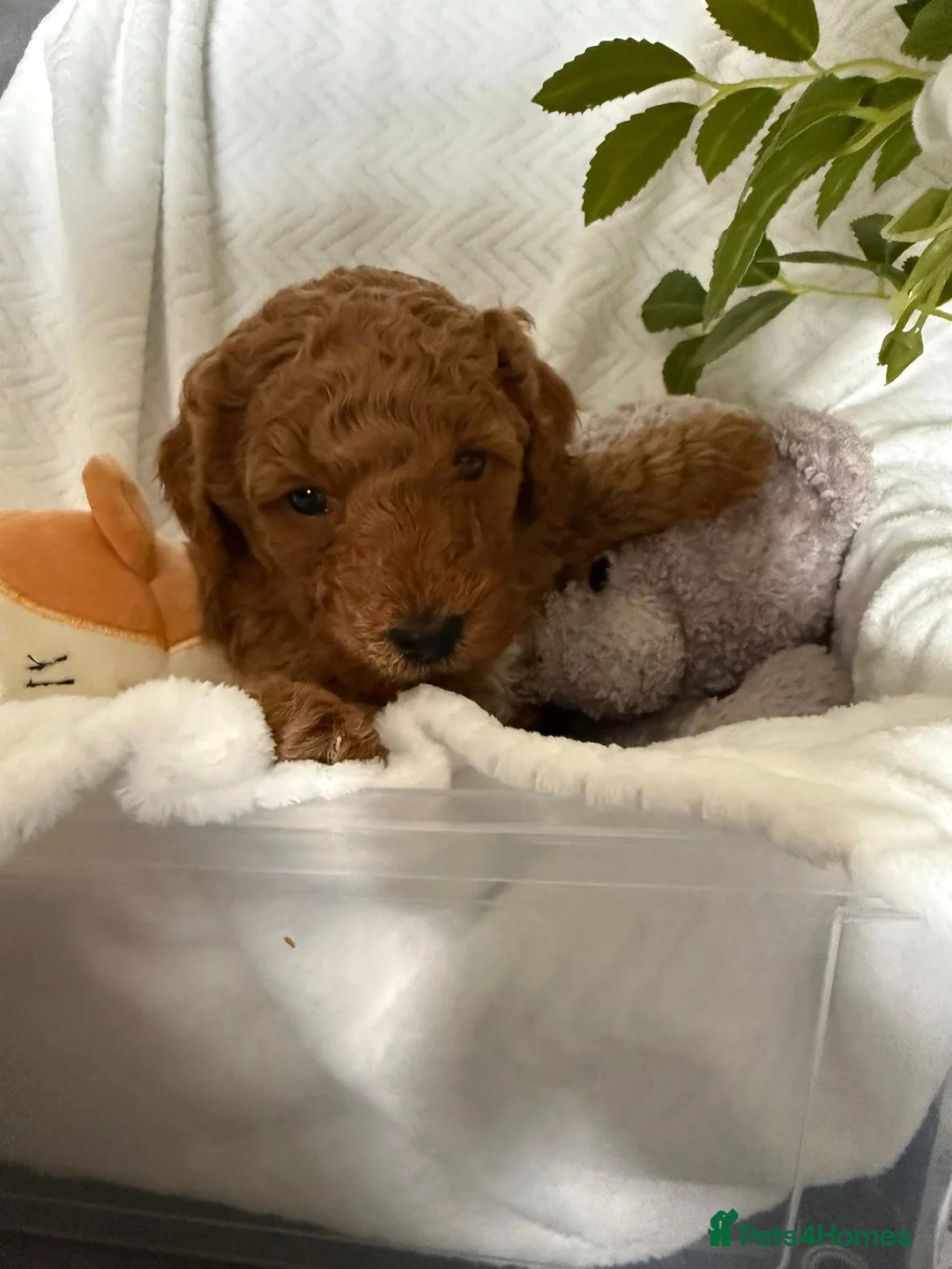 Cavapoo dogs for sale: F1b Fox Red Cavapoos - Advert 5