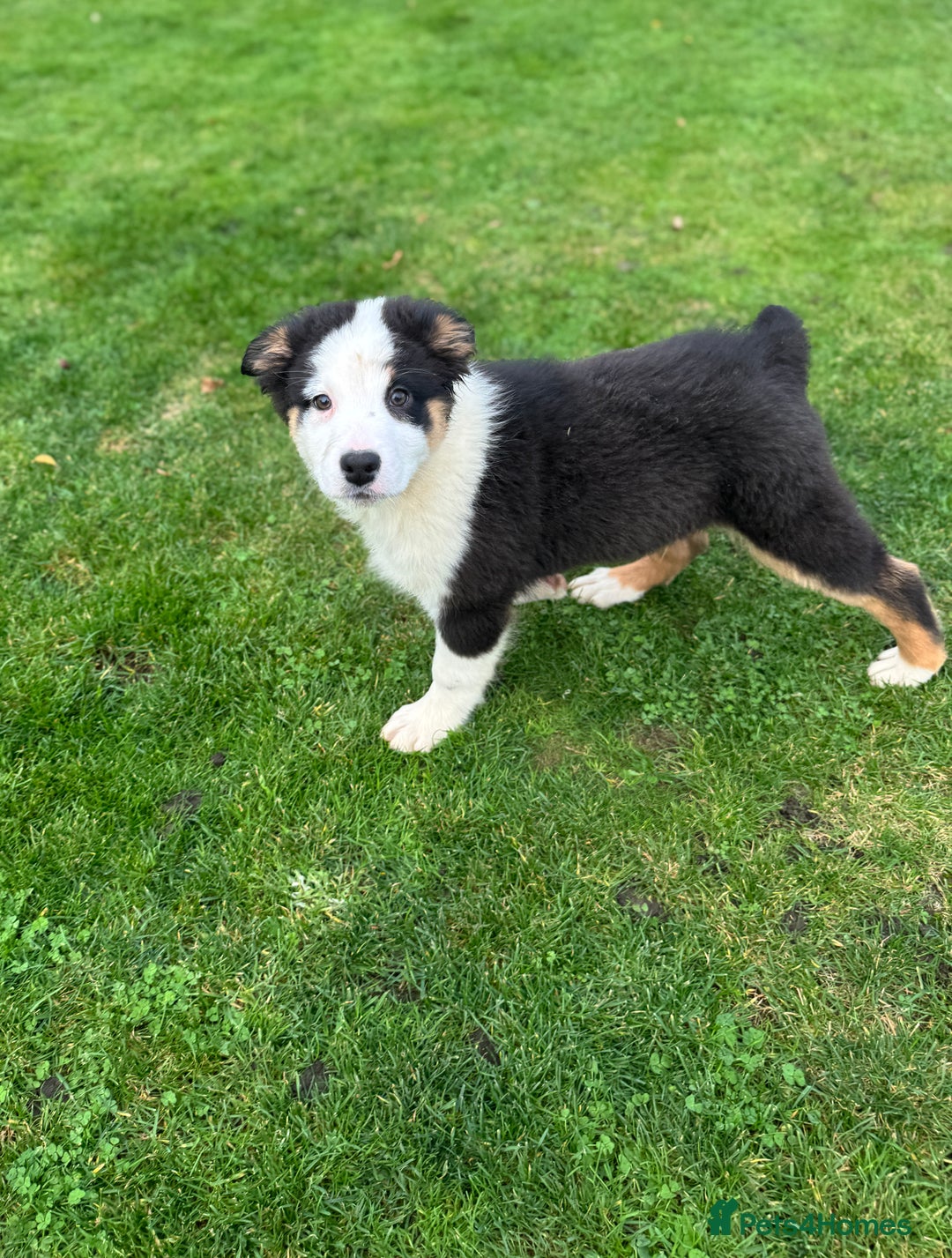 Australian Shepherd dogs for sale: 2 KC registered girl Australian Shepard puppy! - Advert 29