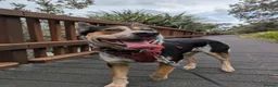 Australian Cattle Dog dogs for stud: Australian Cattle Dog "blue heeler" for stud in Bath - Advert 5