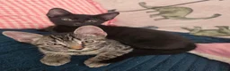 Mixed Breed cats for sale: Beautiful kittens ready for new homes - Advert 7
