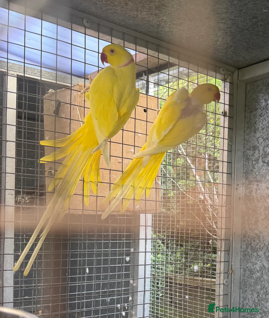 Ringnecks birds for sale: Ringneck and Kakariki young one available  - Advert 1