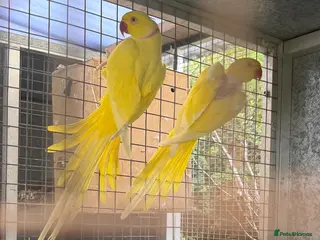 Ringnecks birds Ringneck and Kakariki young one available - Advert 3