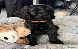 Cockapoo dogs for sale: Male Cockapoo - 8 weeks old  - Image 1