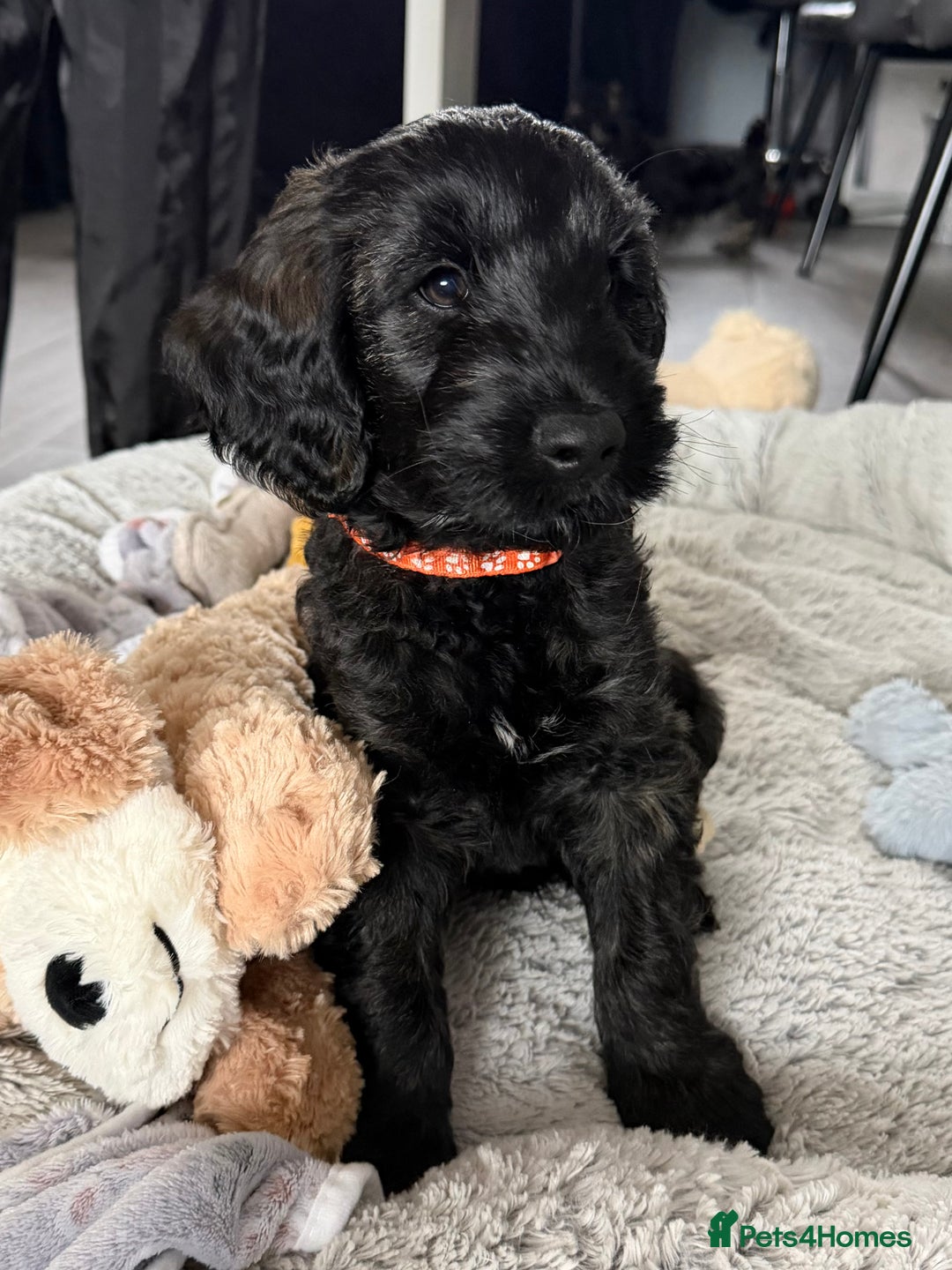 Cockapoo dogs for sale: Male Cockapoo - 8 weeks old  - Image 1