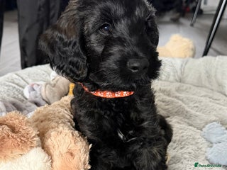 Cockapoo dogs - Advert 1