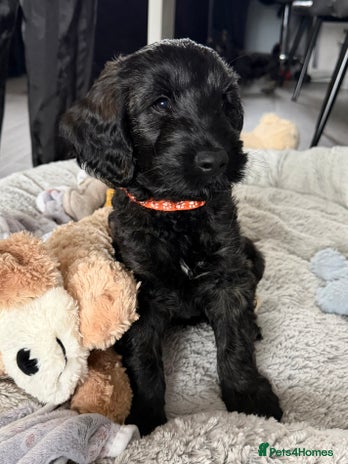 Cockapoo dogs - Advert 7