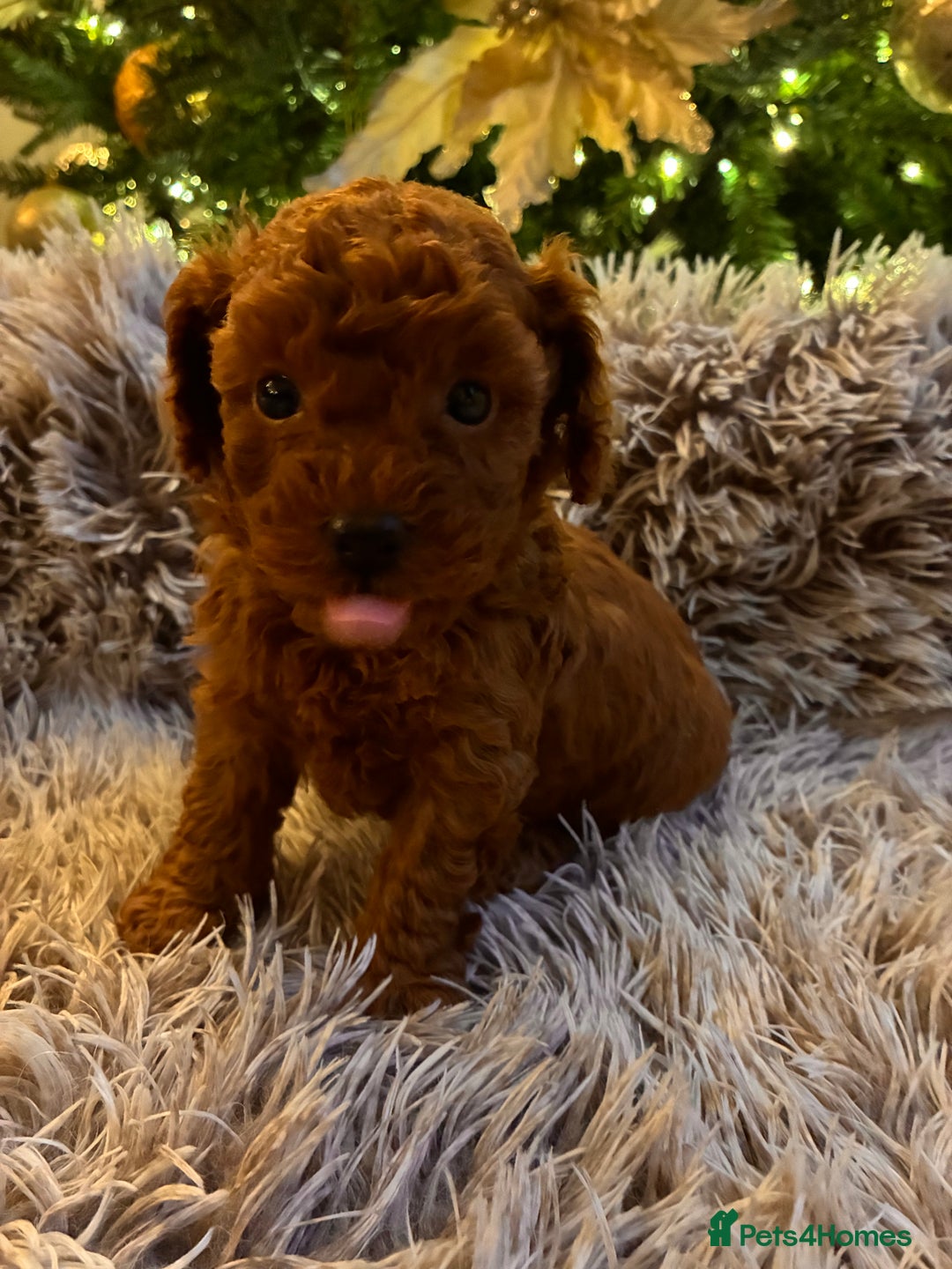 Toy Poodle dogs for sale: 5* Champion Bloodline  Asian Toy Poodles - Advert 2