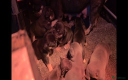 French Bulldog dogs for sale: TOP QUALITY KC REG FRENCHIES AVAILABLE  - Image 25