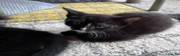 Mixed Breed cats for sale: Adorable Kittens Ready for Their New Hom - Advert 11
