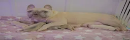 French Bulldog dogs for sale: French bulldog  - Advert 11