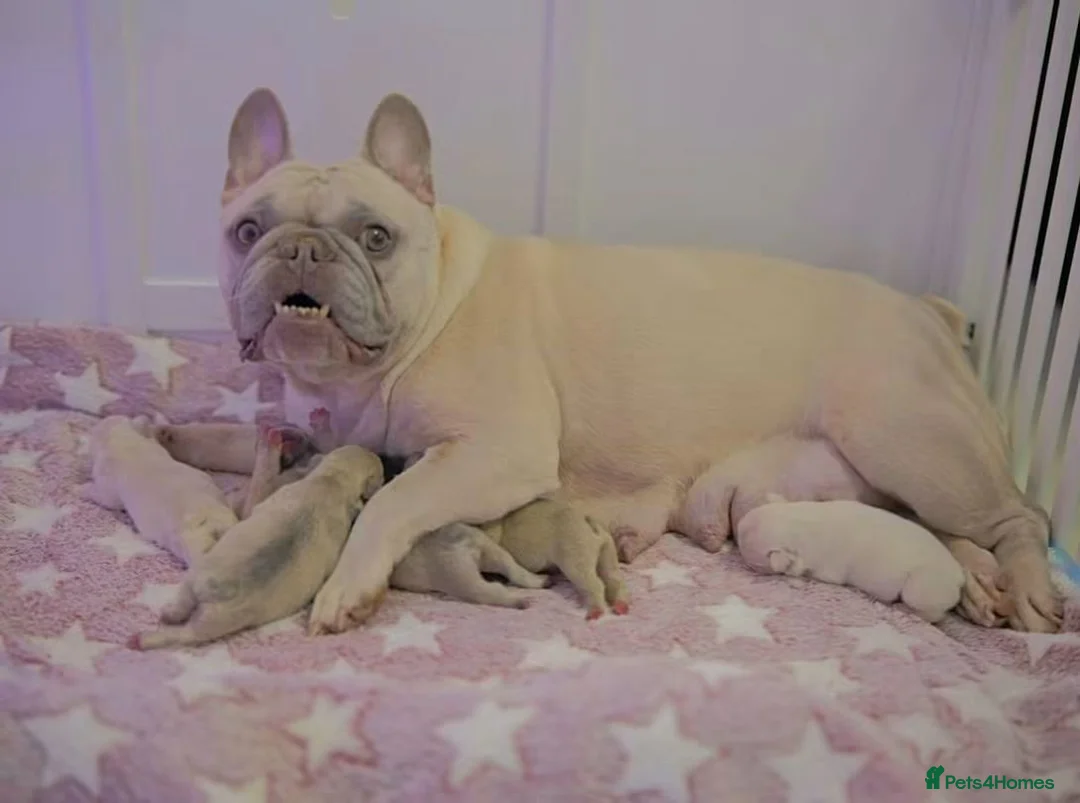 French Bulldog dogs for sale: French bulldog  - Advert 11