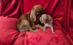 Cavapoo dogs for sale: Cavapoo male for sale. - Image 6