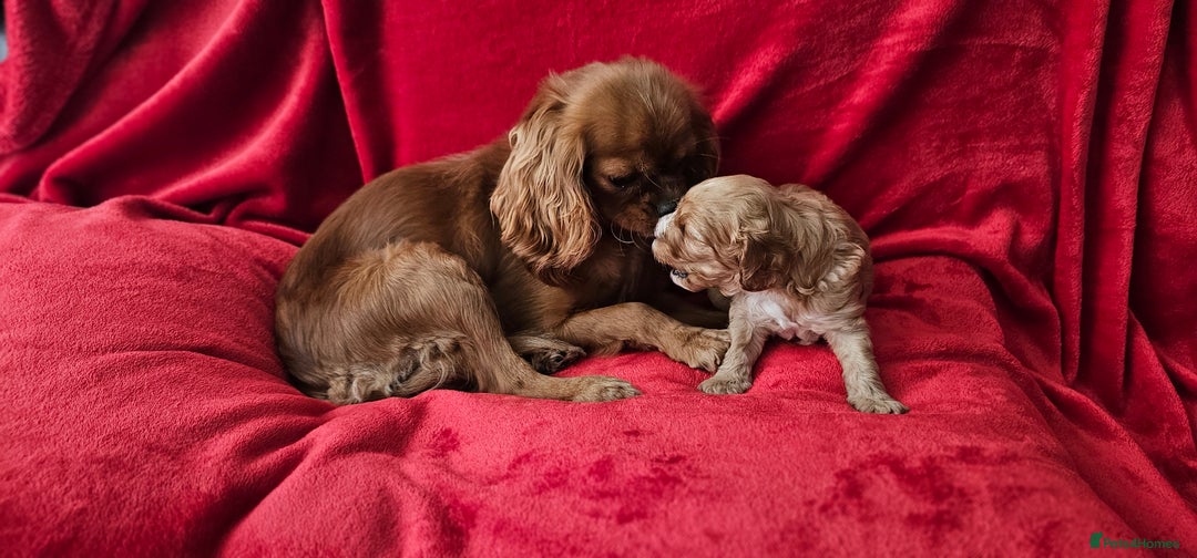 Cavapoo dogs for sale: Cavapoo male for sale. - Image 6