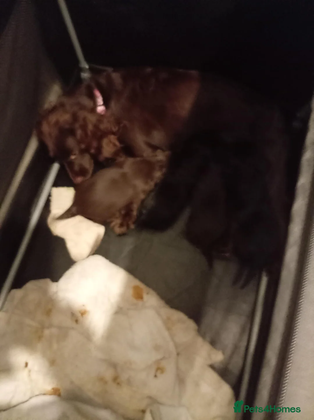 English Springer Spaniel dogs for sale: Puppies and - Advert 2