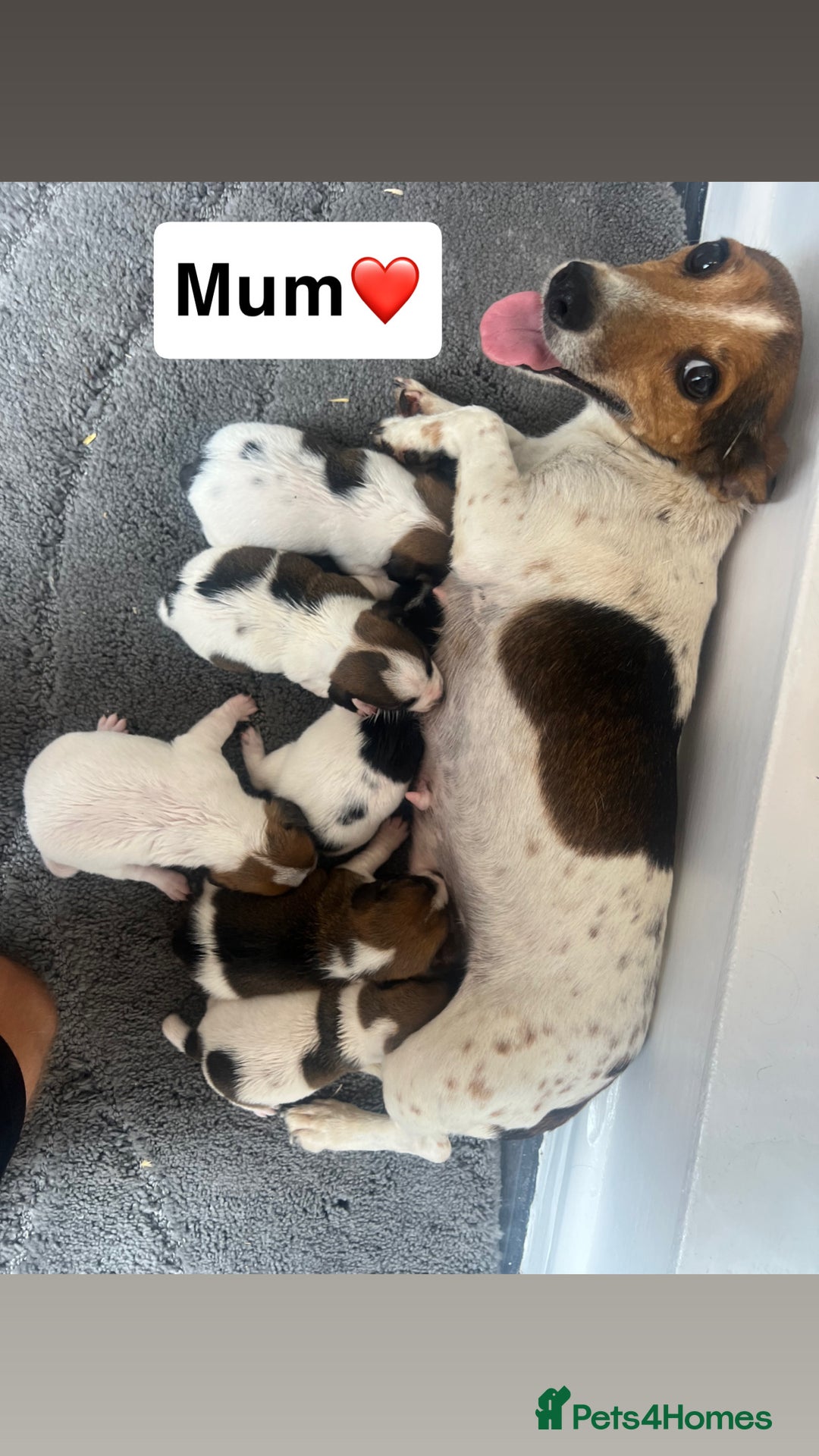 Jack Russell dogs for sale: Gorgeous miniature Jack Russells - Image 6