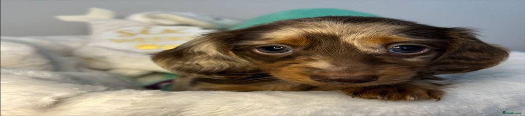 Puppy 1
