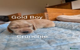 Cocker Spaniel dogs for sale: KC Show Cocker Spaniel pups  - Image 7