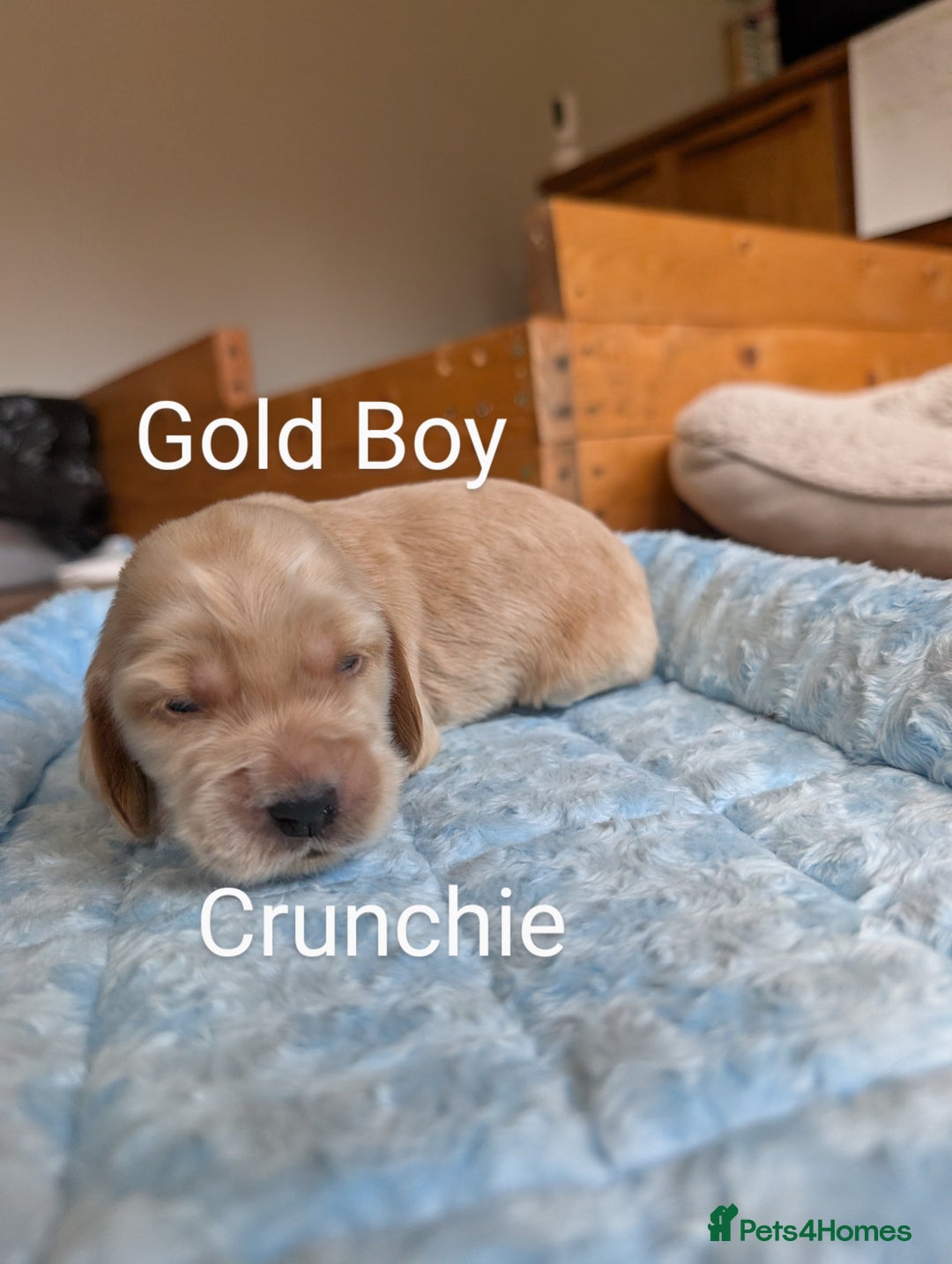 Cocker Spaniel dogs for sale: KC Show Cocker Spaniel pups  - Image 7