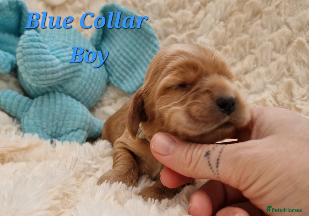 Cocker Spaniel dogs for sale: Pedigree Cocker Spaniel puppies available - Advert 1