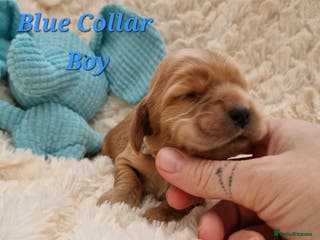 Cocker Spaniel dogs Pedigree Cocker Spaniel puppies available - Advert 2