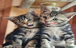 Bengal cats for sale: Adorable Half Bengal Kittens - Image 15