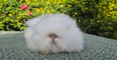 Angora rabbits in Tadworth - Advert 9
