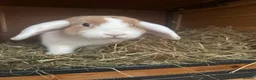 Mixed Breed rabbits for sale: Various rabbits for sale  - Advert 26