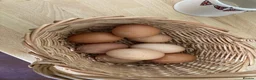Chickens poultry for sale: 5 Friendly Chickens - Free to Good Home in Abergavenny - Advert 4