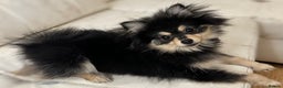 Pomeranian dogs for sale: Pomeranian puppies born on 29.6.25 - Advert 3