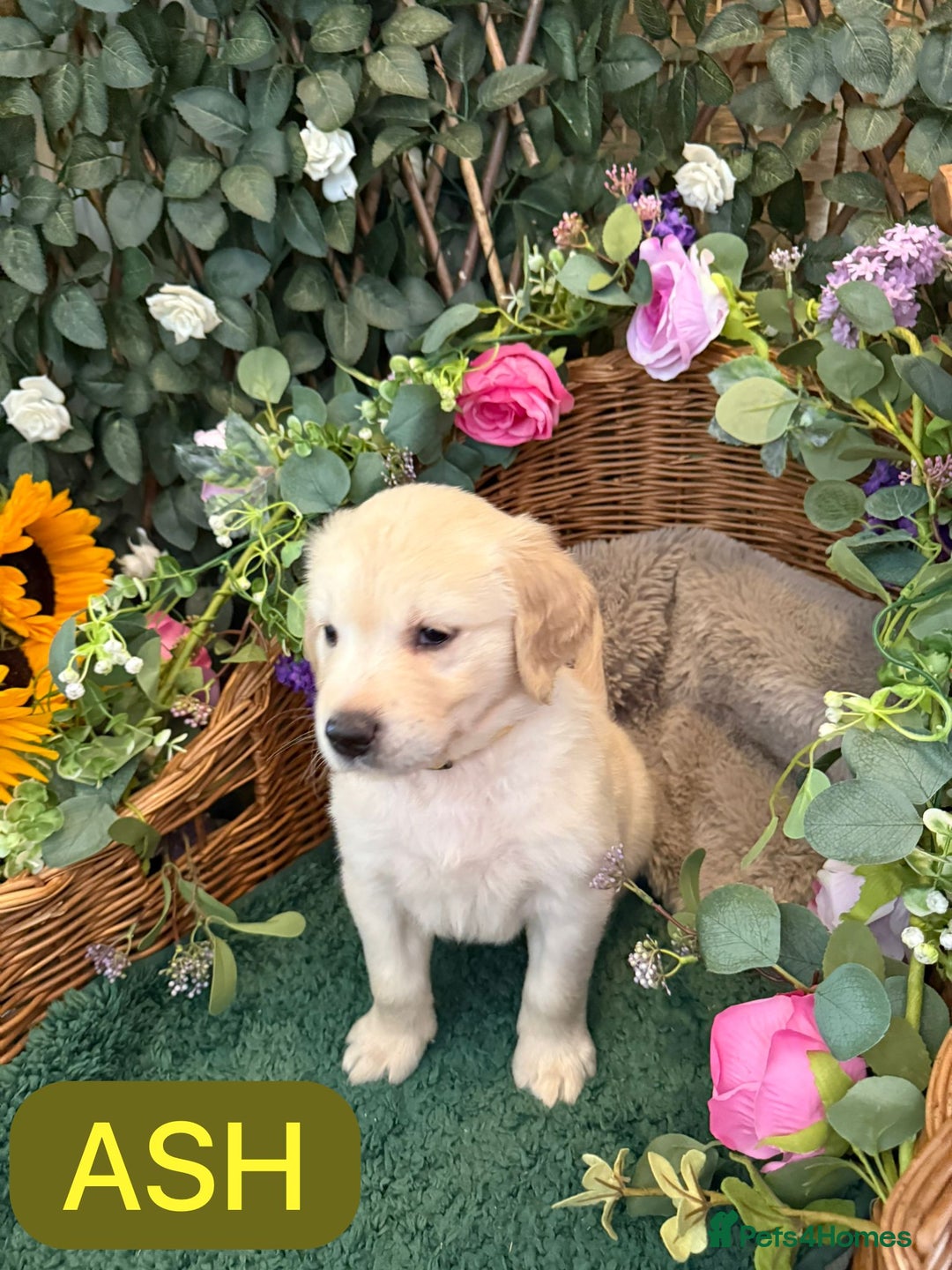 Golden Retriever dogs for sale: Stunning Golden Retriever puppies 🐾 - Image 17