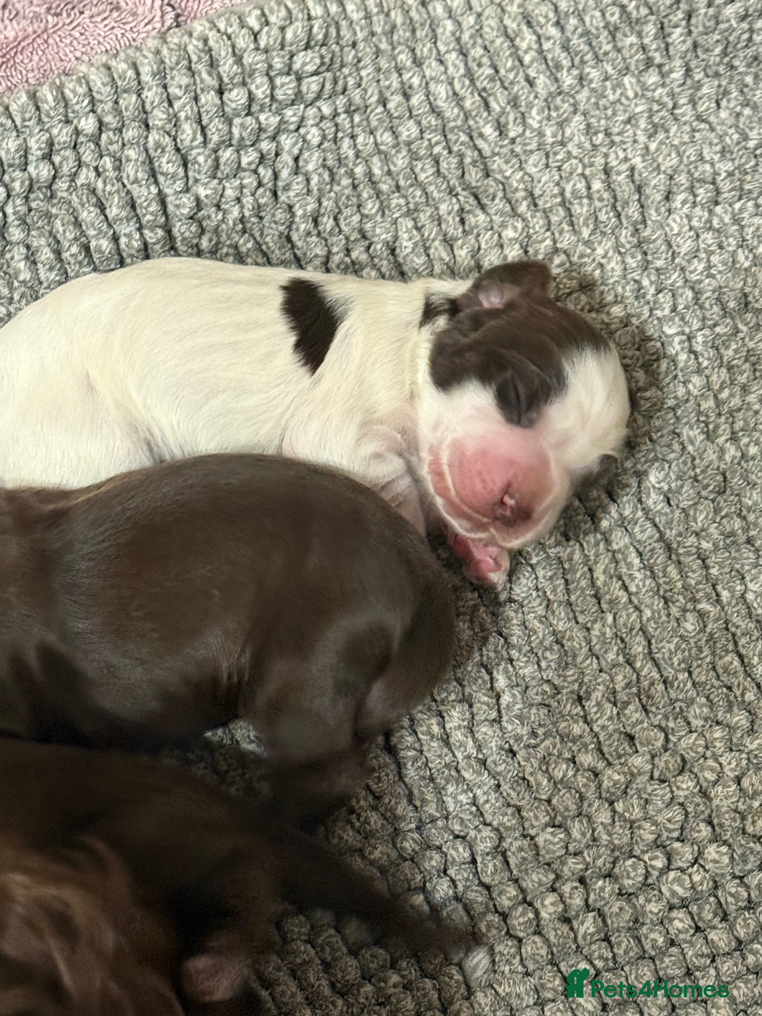 Cocker Spaniel dogs BORN TODAY! Gorgeous Show Cocker Spaniel Puppies  - Advert 3