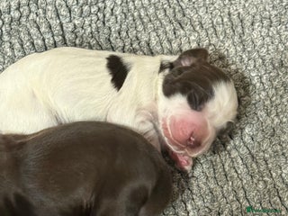 Cocker Spaniel dogs BORN TODAY! Gorgeous Show Cocker Spaniel Puppies - Advert 3