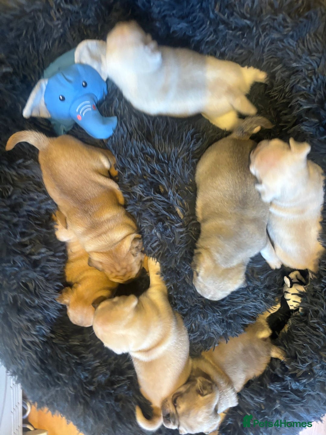 Pug dogs for sale: Beautiful Pug Puppies Male Female - Image 5