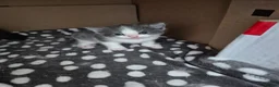 Ragdoll cats for sale: Half ragdoll kittens - Advert 22